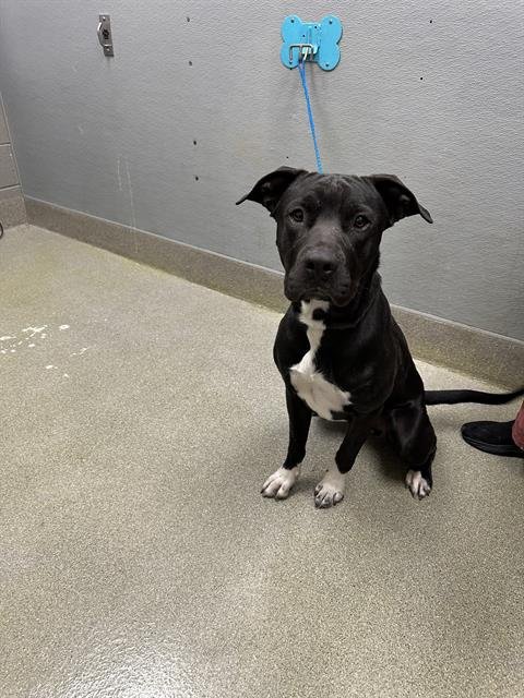 ROOFUGESS - Pit Bull Terrier available for adoption