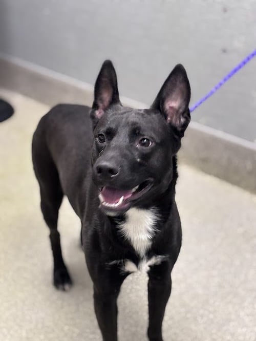 *RASCAL - Pit Bull Terrier / Siberian Husky available for adoption