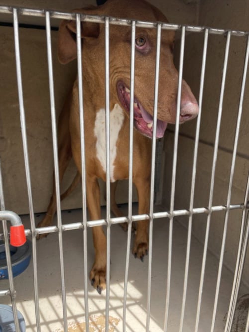 ACE - Labrador Retriever available for adoption