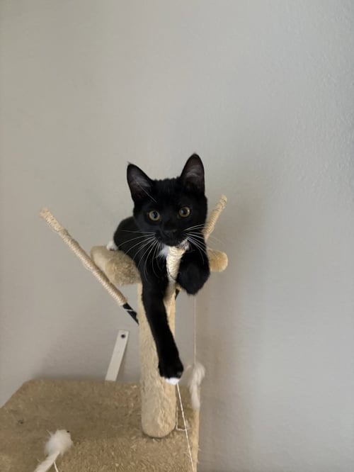 *NATASHA - Domestic Short Hair for adoption in Las Vegas