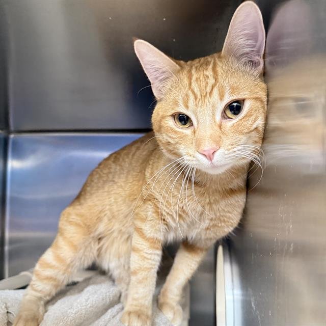 *TEDDY JACKSON Image