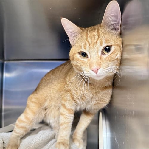 *TEDDY JACKSON - Maine Coon available for adoption