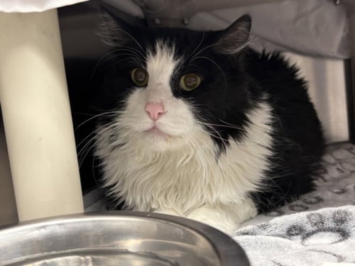 REY - Domestic Short Hair available for adoption