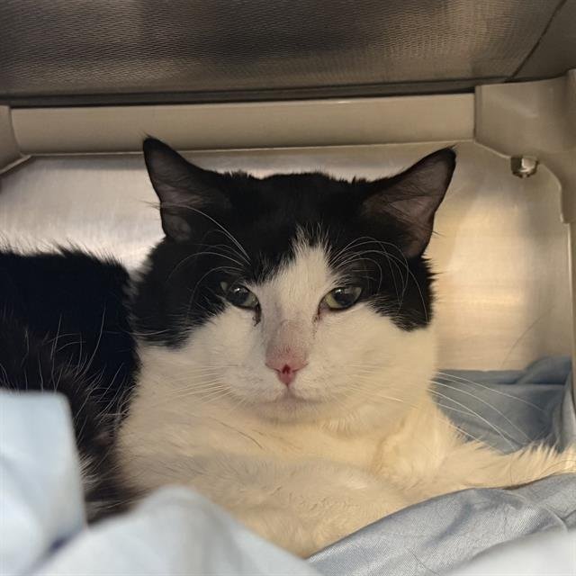 *GORILLA - Domestic Short Hair available for adoption