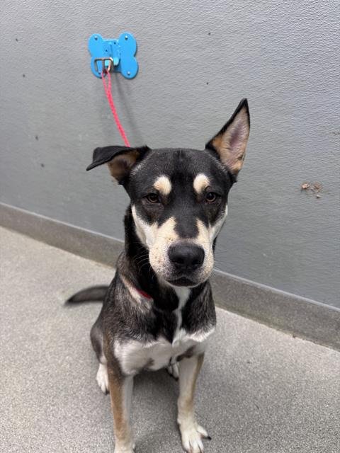 *NACHOS SUPREME - German Shepherd Dog available for adoption