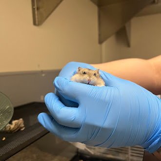 *HAMILTON - Hamster available for adoption