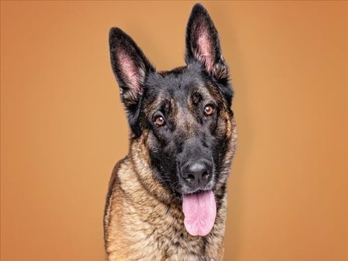 NACHO - German Shepherd Dog available for adoption