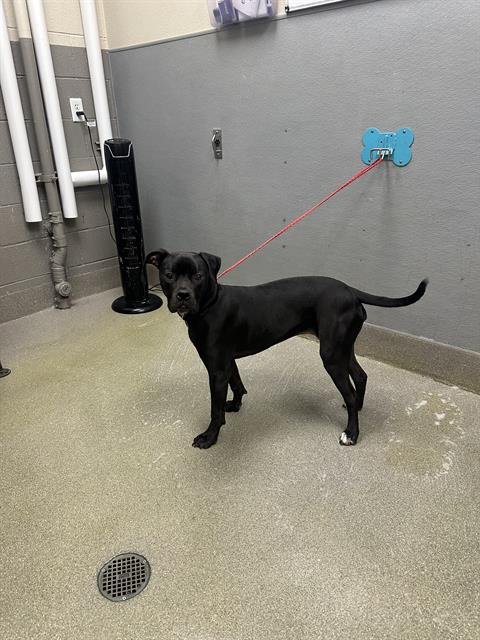 REIGN - Pit Bull Terrier available for adoption