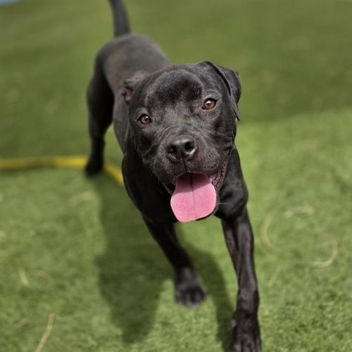 REIGN - Pit Bull Terrier available for adoption