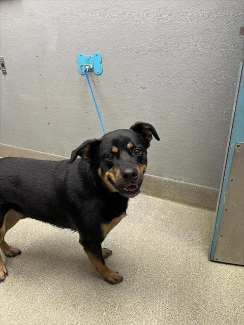 MUSA - Rottweiler available for adoption