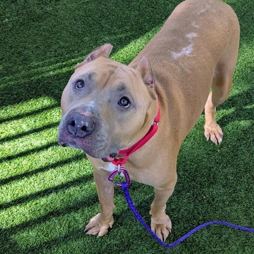 BOSS DA VINCI - Pit Bull Terrier available for adoption