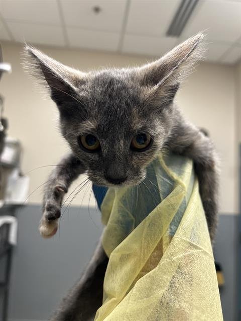 A1431369 - Domestic Short Hair available for adoption