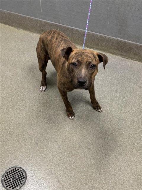 *DUTCH - Pit Bull Terrier available for adoption