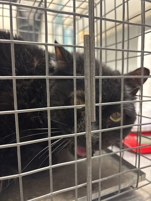 *CHEESEBURGER - Domestic Short Hair available for adoption