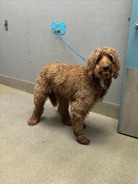 SOLANA - Labrador Retriever / Poodle (Standard) available for adoption