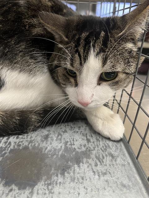 LOONA - Domestic Short Hair for adoption in Las Vegas
