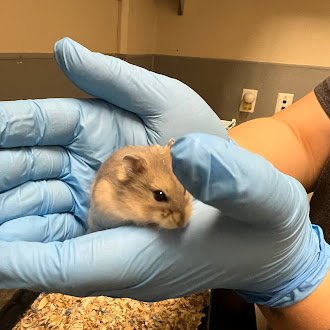 *SAM - Hamster available for adoption