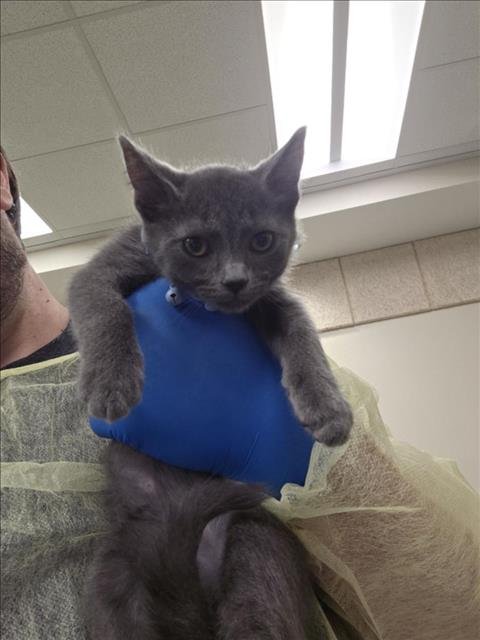 *AVOCADO - Domestic Short Hair available for adoption