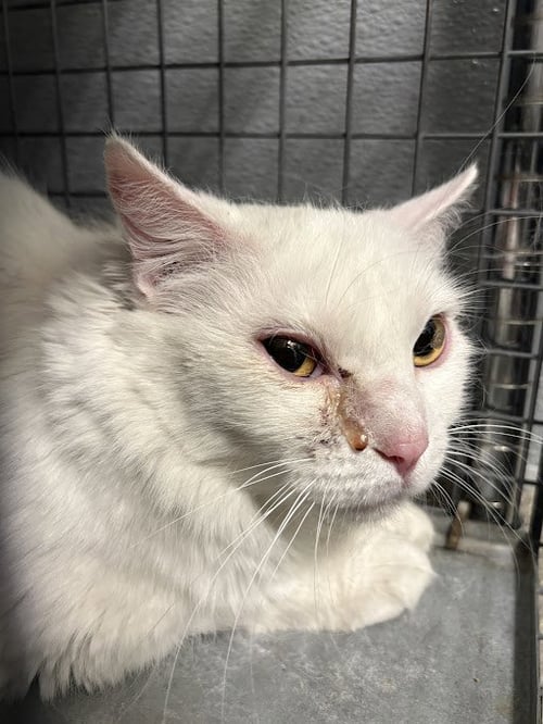 *CHERRY - Domestic Long Hair available for adoption