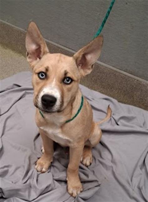 *BUTCH - German Shepherd Dog available for adoption