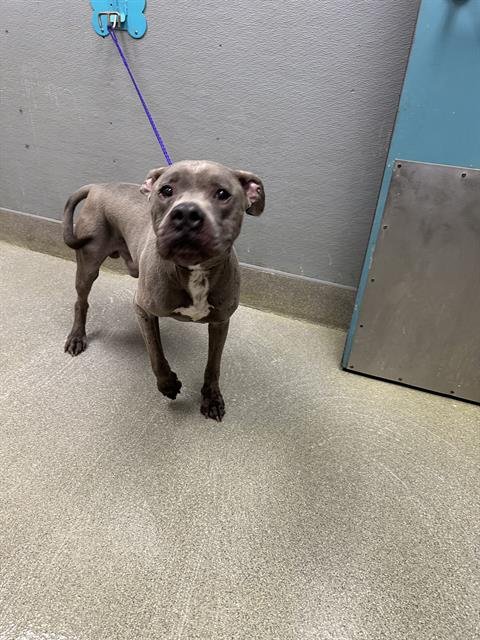 BROADY - Pit Bull Terrier available for adoption