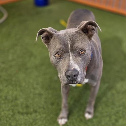 LOSO - Pit Bull Terrier available for adoption