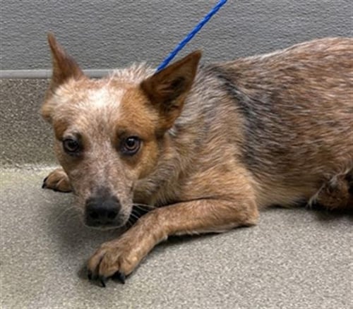 *RAGGEDY ANN - Australian Cattle Dog/Blue Heeler available for adoption