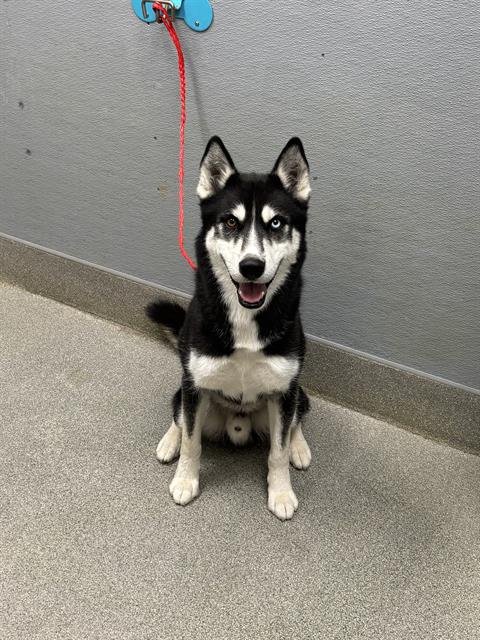 BRUNO Image