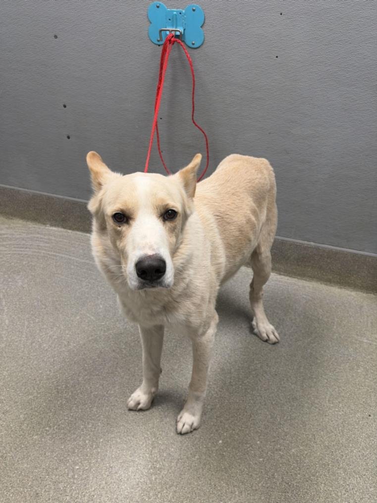 *DAX - German Shepherd Dog available for adoption