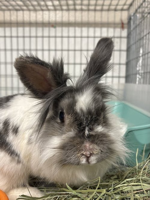 MAPPACHITA - Shorthaired Rabbit available for adoption