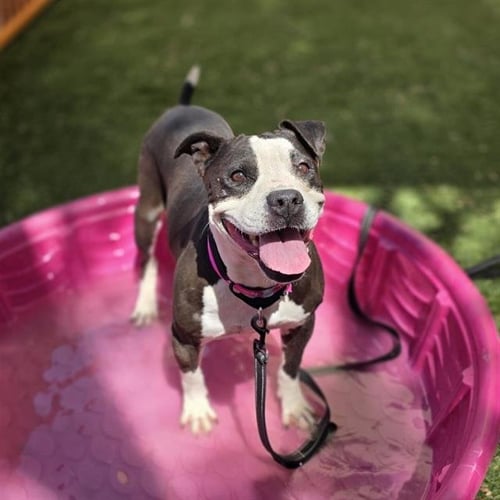 *PATTY - Pit Bull Terrier available for adoption