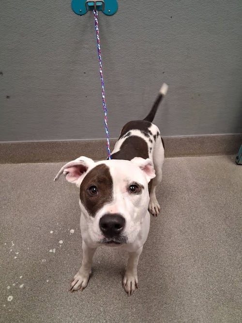ONYX - Pit Bull Terrier available for adoption