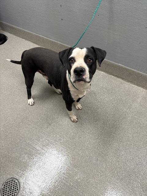 *PORKCHOP - Pit Bull Terrier available for adoption