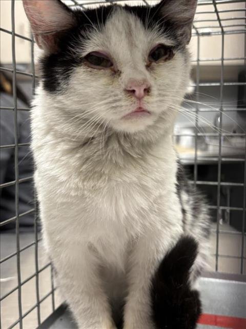 *ZOEY - Domestic Long Hair available for adoption