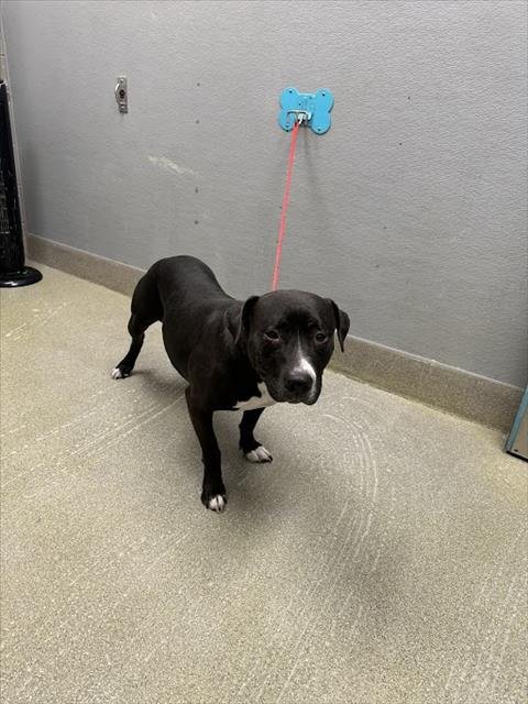 SERENA - Pit Bull Terrier available for adoption