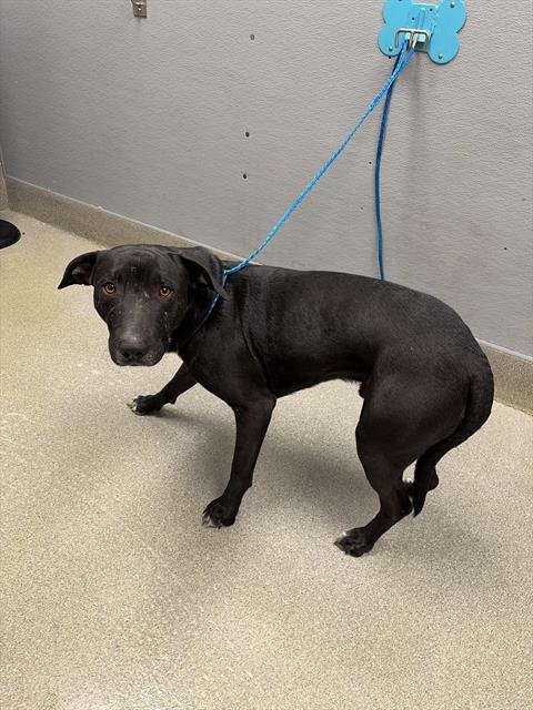 JUGGERNAUT - Labrador Retriever available for adoption