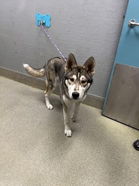 *CHEETO PAWS - Siberian Husky available for adoption
