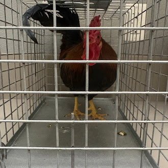 *ALFREDO - Chicken available for adoption