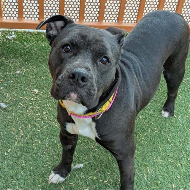 *VIRGINIA - Pit Bull Terrier available for adoption