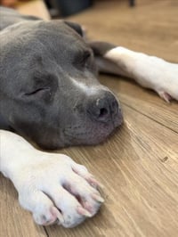 *KYLO - Photo 1