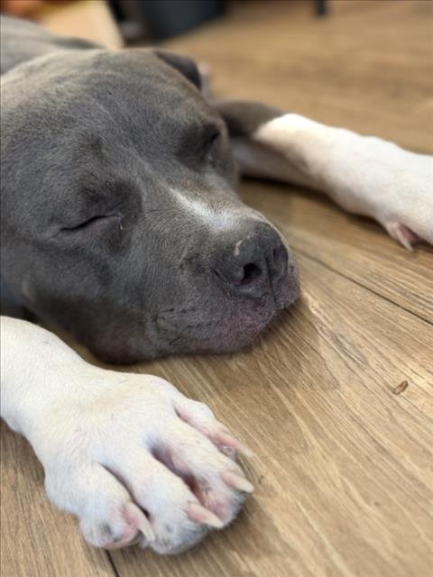 *KYLO - Pit Bull Terrier available for adoption