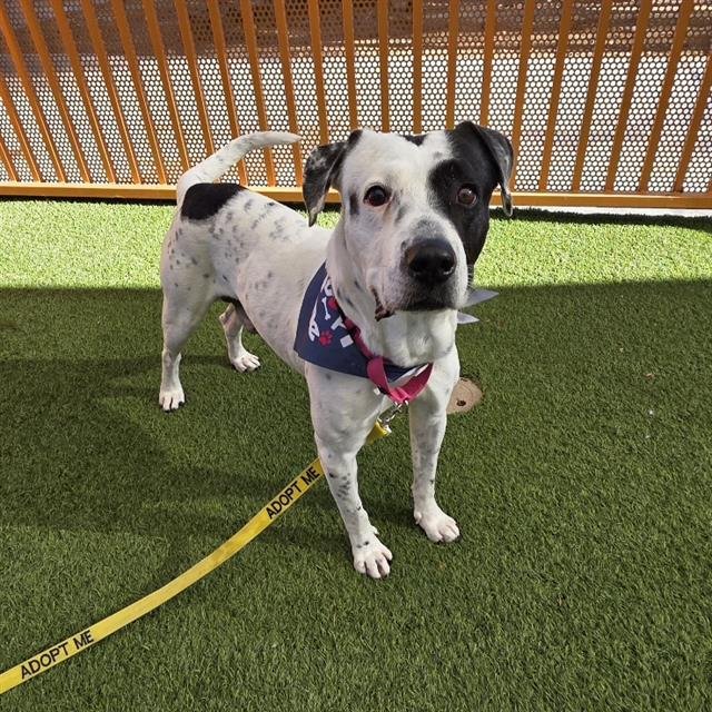 GOTTI - Pit Bull Terrier available for adoption