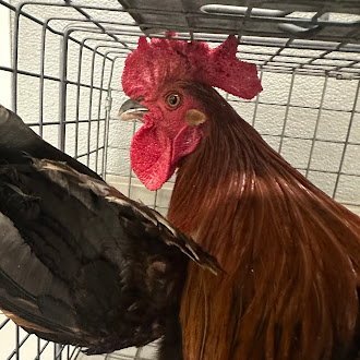 *HEIHEI - Chicken available for adoption