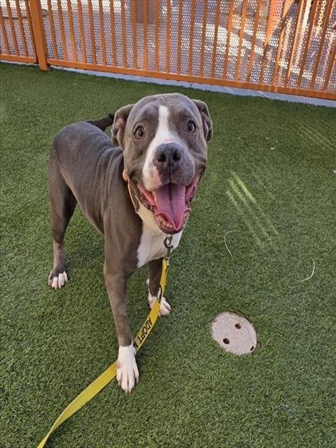 MIMI - Pit Bull Terrier for adoption in North Las Vegas