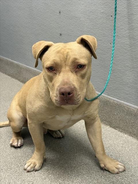 *CHARLIE BROWN - Pit Bull Terrier available for adoption