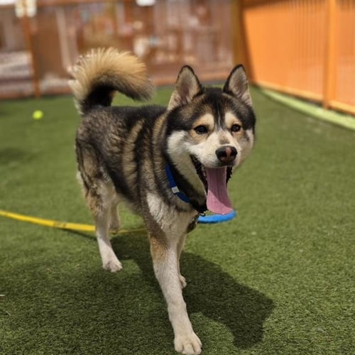 *GOOBERT - Siberian Husky available for adoption