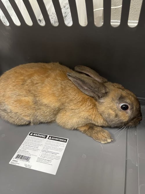 *SCOUT - Shorthaired Rabbit available for adoption