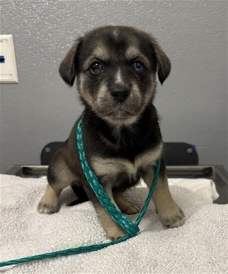 *ATHENA - German Shepherd Dog available for adoption