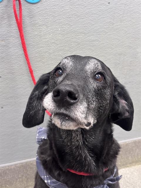 ACE - Labrador Retriever available for adoption