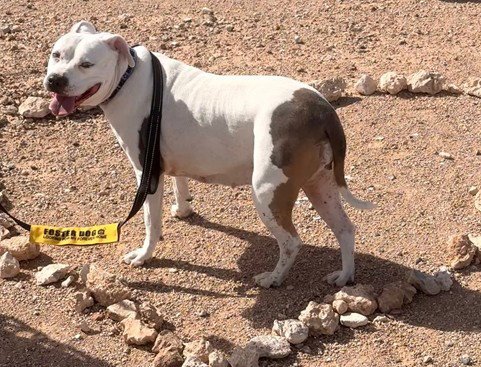 HONEY - Pit Bull Terrier available for adoption